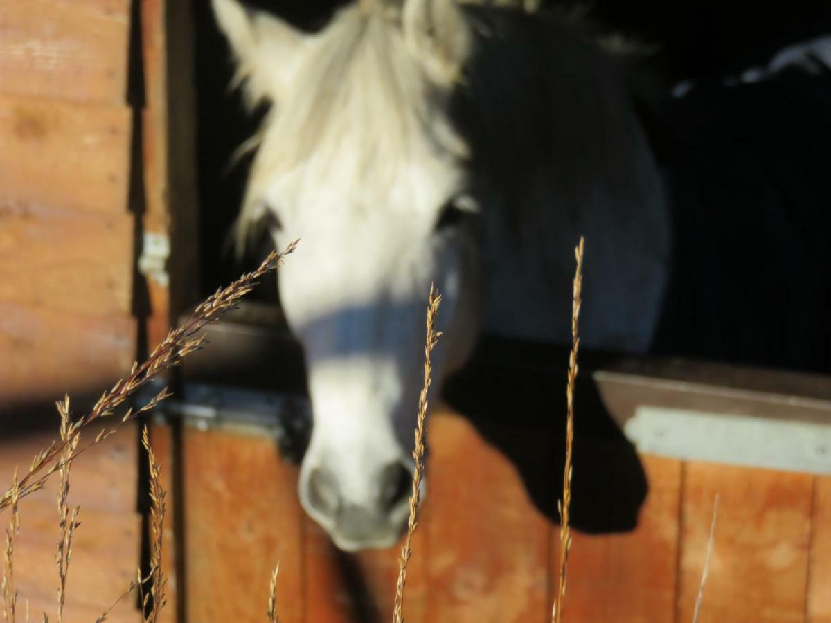 Letterfrack Farm Lodge House In Letterfrack Village Connemara エクステリア 写真